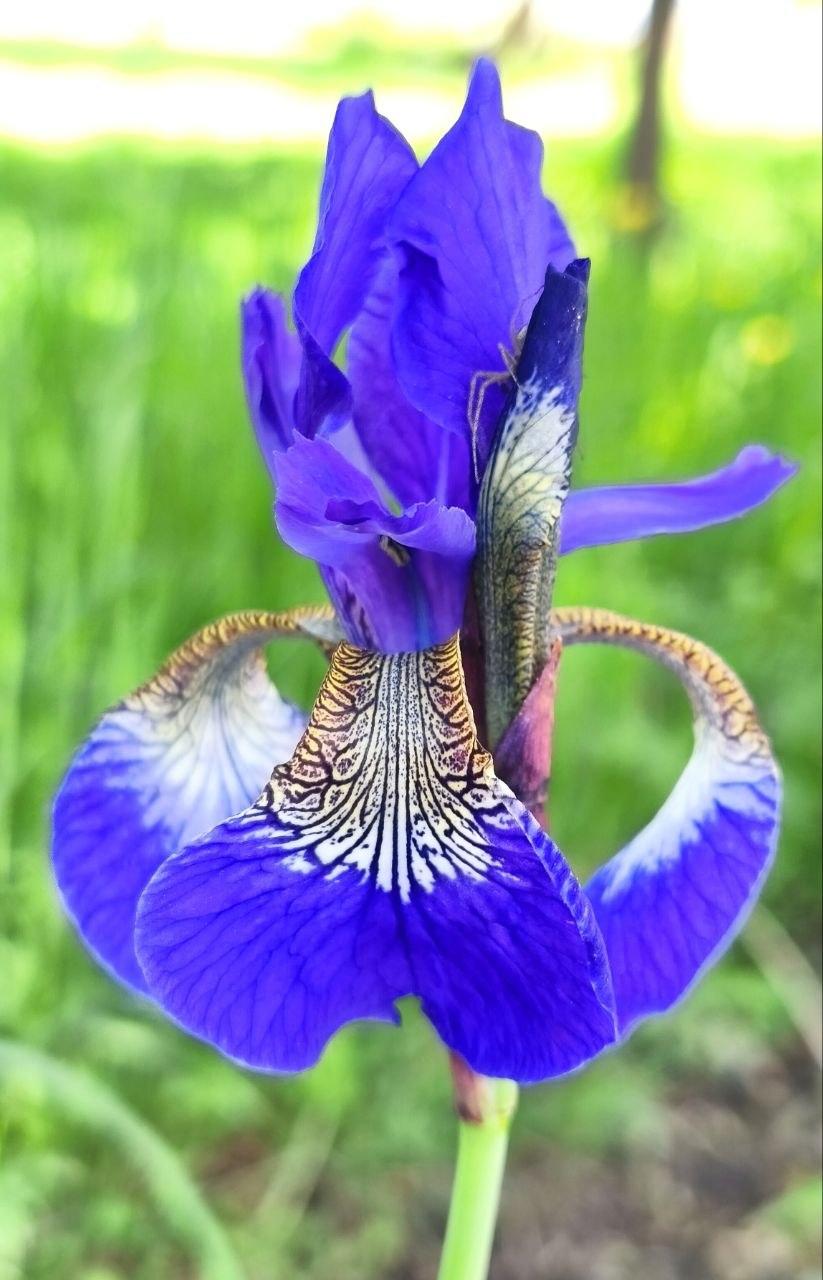 Close-up photo of an iris. The colors and patterns are beautiful. On the upper right side of the flower, between the petals, one can see the legs of a spider that is hiding in the flower.