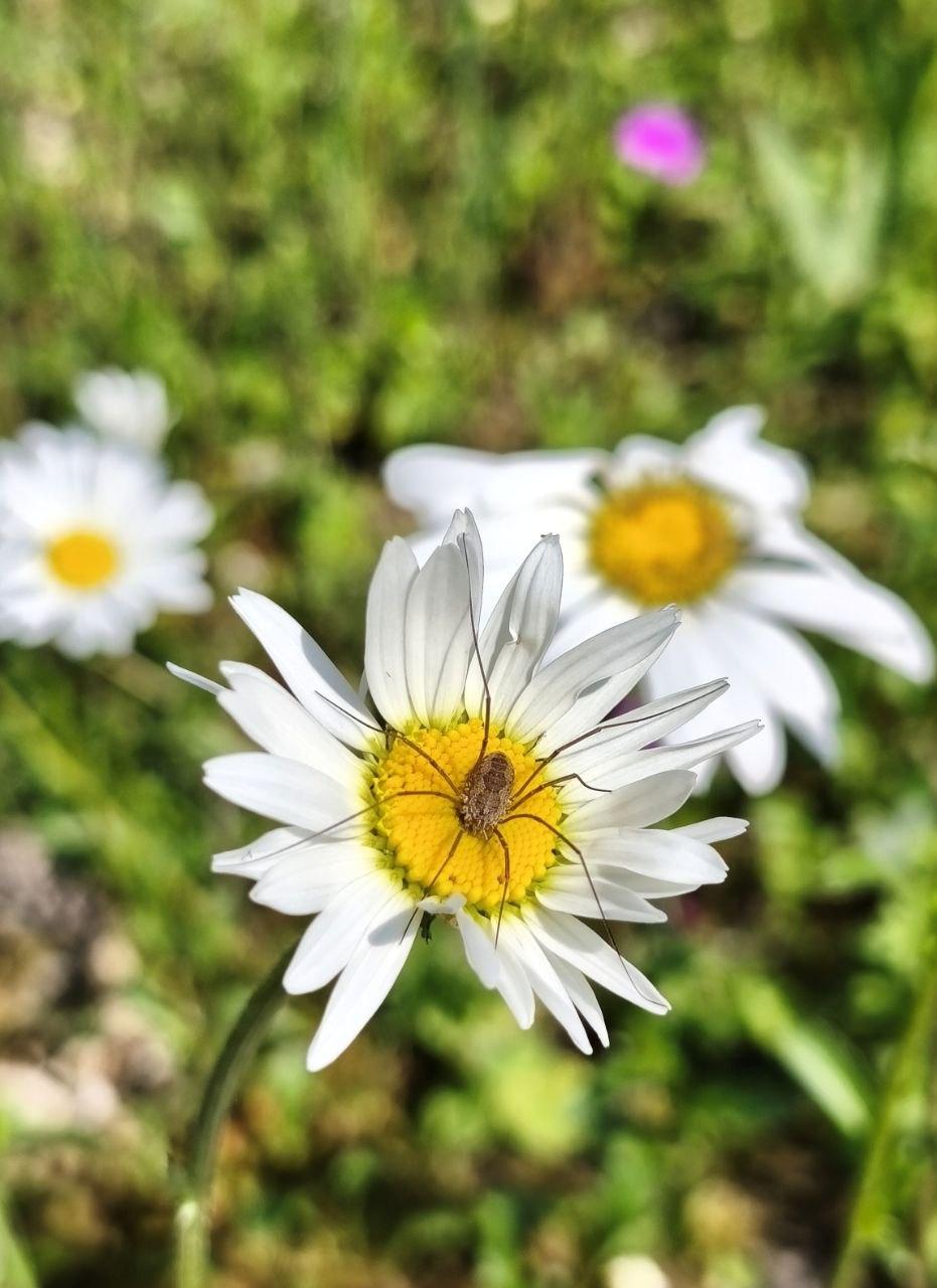 Photo of a daddy longlegs sitting right in the center of a daisy. In the background there are more flowers and greenery.