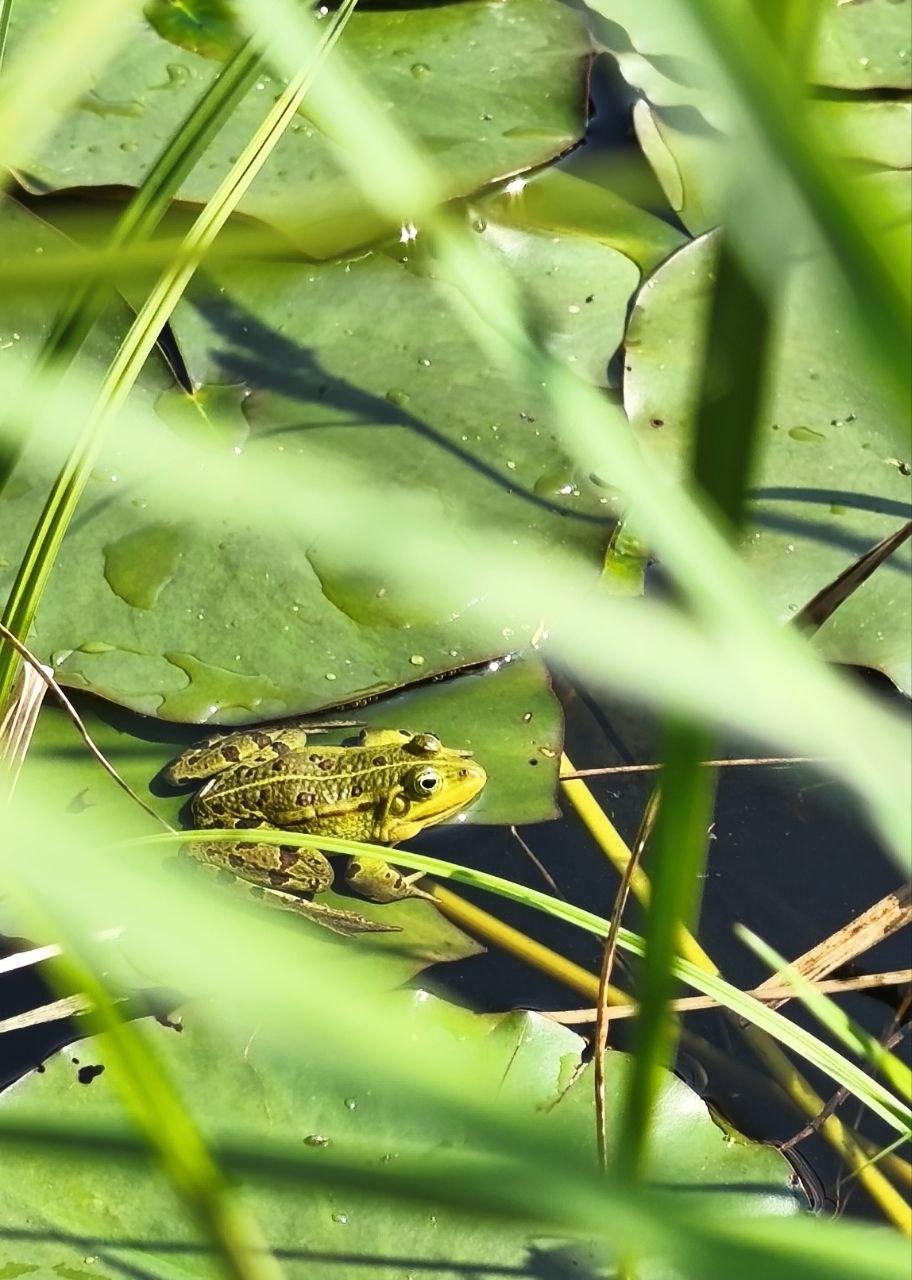 Photo of a green frog sitting on the green leaves of water lilies on a pond.
