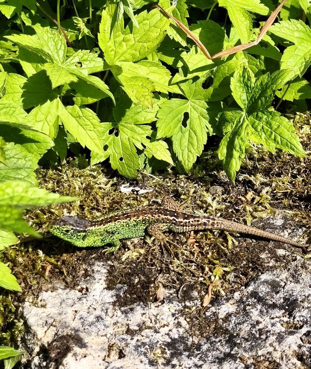 Photo of a male sand lizard sitting on a rock. Its pretty shiny green scales match the color of the leaves behind it.